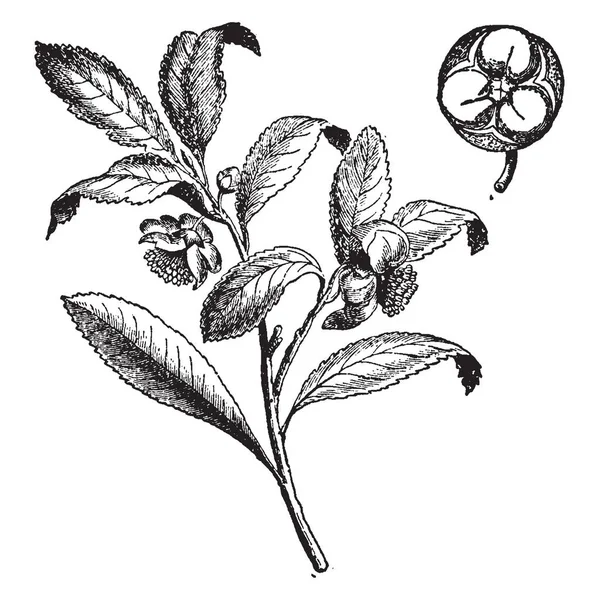 Φύλλα Είναι Γυαλιστερό Πράσινο Οδοντωτή Περιθώριο Φυτό Παράγει Μικρά Λευκά — Διανυσματικό Αρχείο