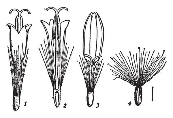 Dibujo Groundsel Sistema Reproducción Dibujo Línea Vintage Ilustración Grabado — Archivo Imágenes Vectoriales