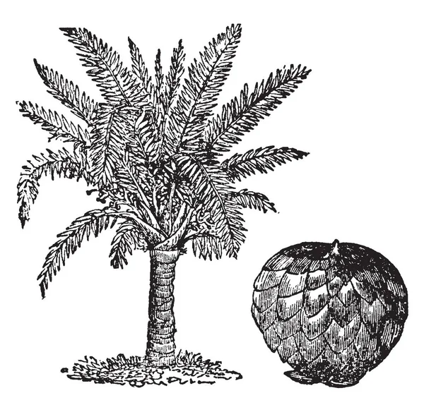 从棕榈树获得的水果 在东部和西印度群岛 巴哈马和新几内亚 古老的线条画或雕刻插图 有圣人的棕榈树蓬勃发展 — 图库矢量图片