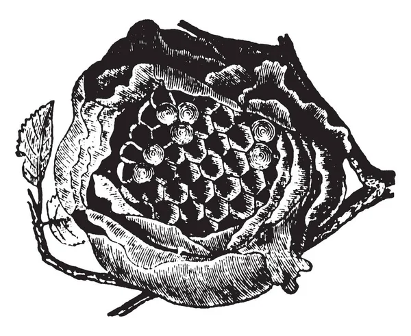 この図は スズメバチの巣 ビンテージの線描画や彫刻イラスト — ストックベクタ