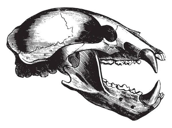 狼头骨是金丝雀科是由34种野生狼在世界各地发现 复古线画或雕刻插图 — 图库矢量图片