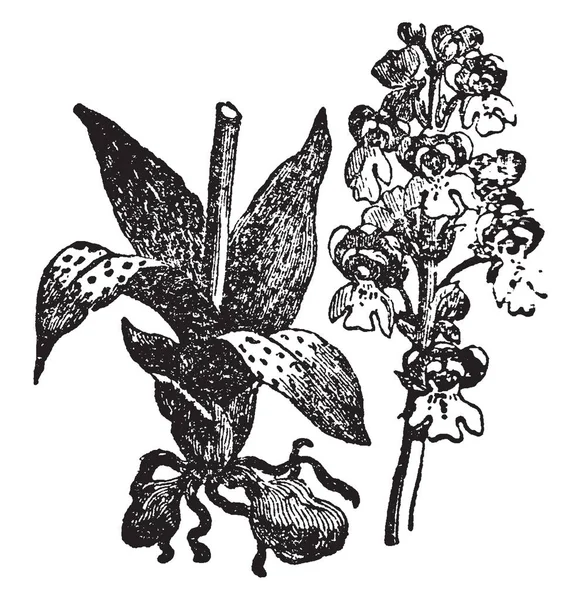 Una Clase Plantas Herbáceas Arbustos Que Incluyen Alrededor 000 Especies — Archivo Imágenes Vectoriales