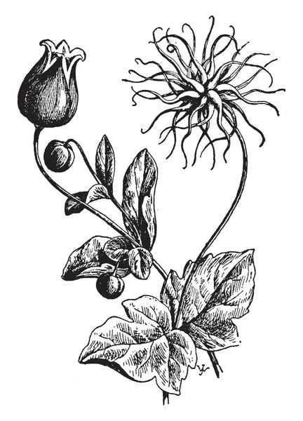 Clematis Viorna Conosciuta Anche Come Fiore Leatherflower Una Pianta Perenne — Vettoriale Stock