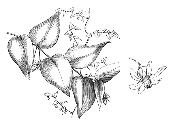 식물은 Myrsiphyllum Asparagoides Asparagaceae 가족에 있으며 그것은 Leafs 빈티지 드로잉 — 스톡 벡터