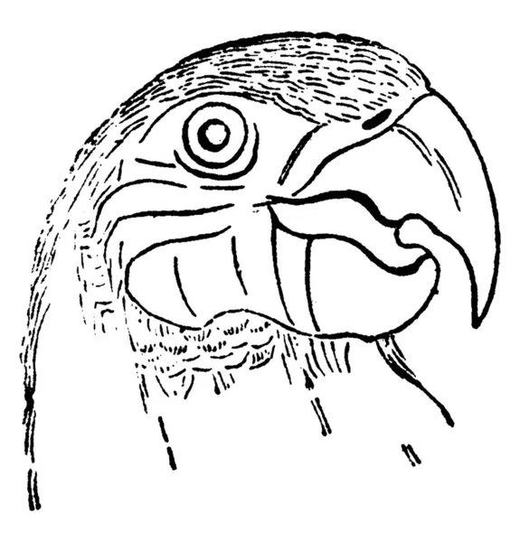 Голова Попугая Винтажная Гравированная Иллюстрация Естественная История Животных 1880 — стоковый вектор