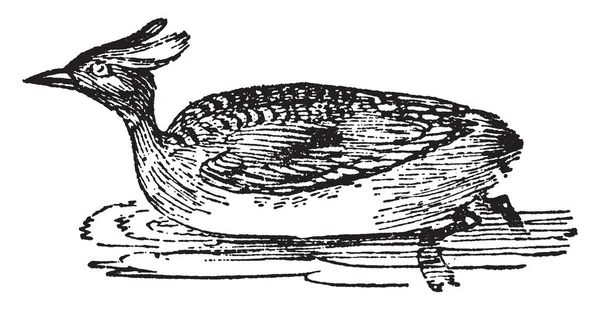 Horned Grebe Freshwater Diving Birds Vintage Line Drawing Engraving Illustration — Stock Vector