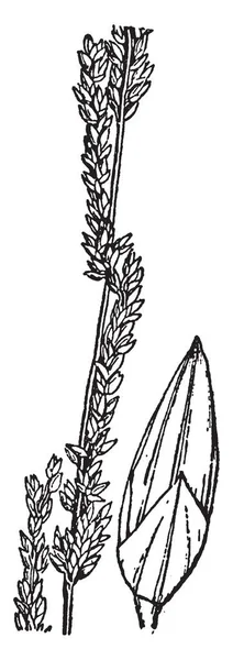 キビの図 これはイネ科に属するからです 種子は小と楕円形 ビンテージの線の描画や彫刻イラストです — ストックベクタ