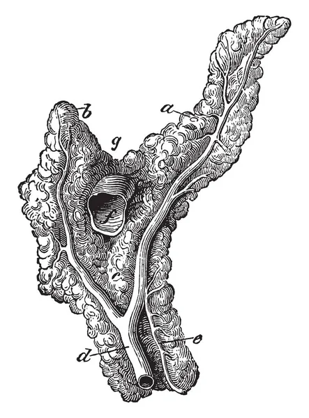馬の膵臓偉大な上腸間膜動脈 ビンテージの線描画や彫刻イラストのワンランク上の場所 — ストックベクタ