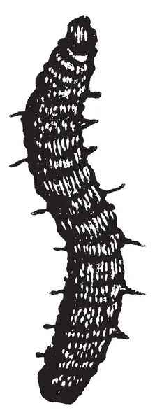 Σκώρος Σκουλήκι Σανός Τριφύλλι Είναι Ένα Μικρό Εκλεκτής Ποιότητας Γραμμικό — Διανυσματικό Αρχείο
