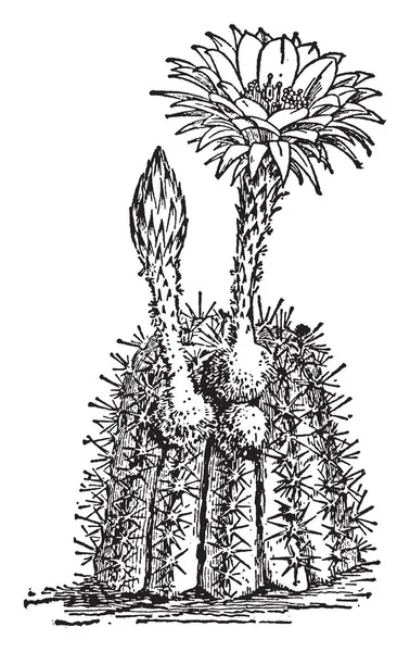 Kaktüs Çiçek Genellikle Kaynaklanıyor Üst Kısımları Silah Kaktüs Vintage Çizgi — Stok Vektör