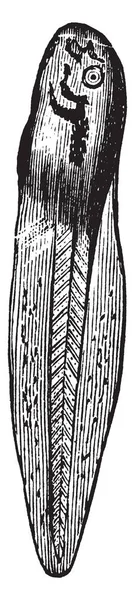 Pollywog Который Является Одной Фазой Развития Головастика Рисования Винтажных Линий — стоковый вектор