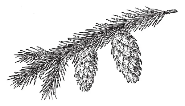 Сосновые Шишки Висят Ветке Листья Похожи Иголки Рисунок Винтажной Линии — стоковый вектор