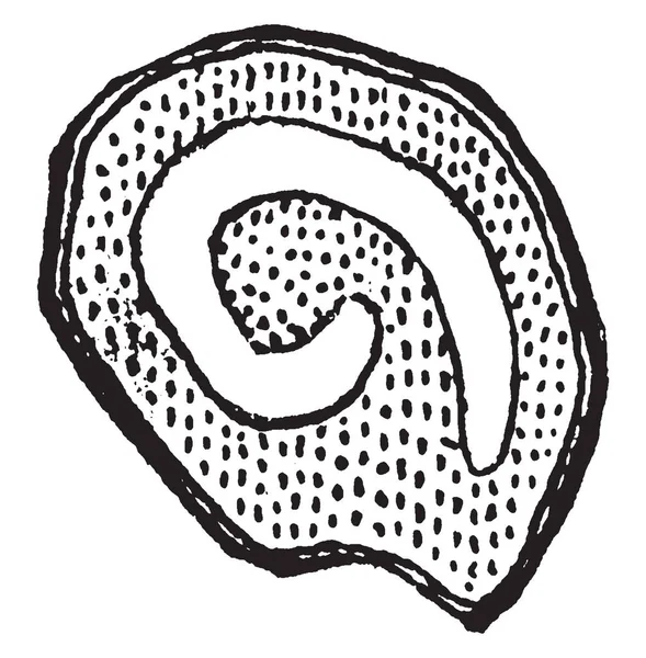 Obraz Przedstawiający Przekrój Nasion Cebuli Rysunek Pokazuje Smukłe Zarodek Spiralny — Wektor stockowy
