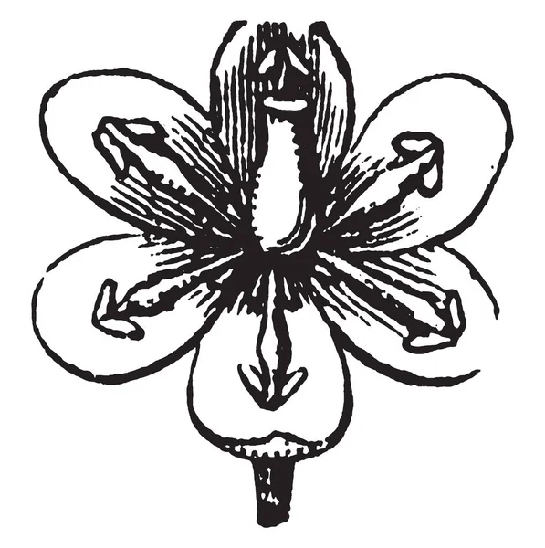 Фото Барбарис Флауэр Увеличенный Индивидуальный Цветок Барбарис Цветы Имеют Шесть — стоковый вектор