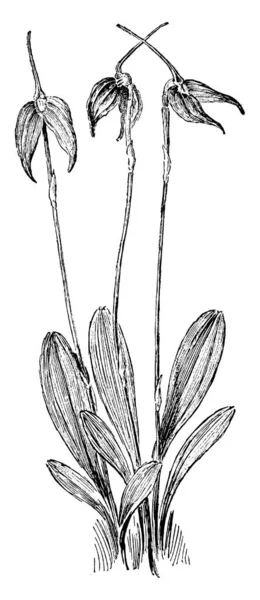Masdevallia 冷饭的花朵 其颜色是白色和鲜花盛开在月的可能和原产于东部山脉哥伦比亚 复古线条画或雕刻插图 — 图库矢量图片
