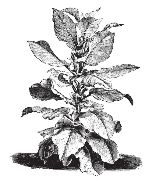 Nictotiana Wigandioides 烟草的形象 花是淡黄白色 复古线条画或雕刻插图 — 图库矢量图片