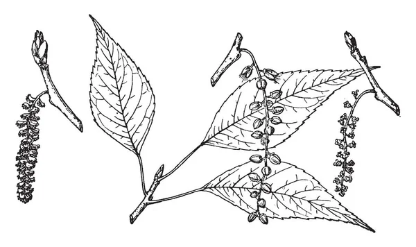 Zeigt Einen Zweig Mit Blättern Darauf Eine Pappelart Handelt Sich — Stockvektor