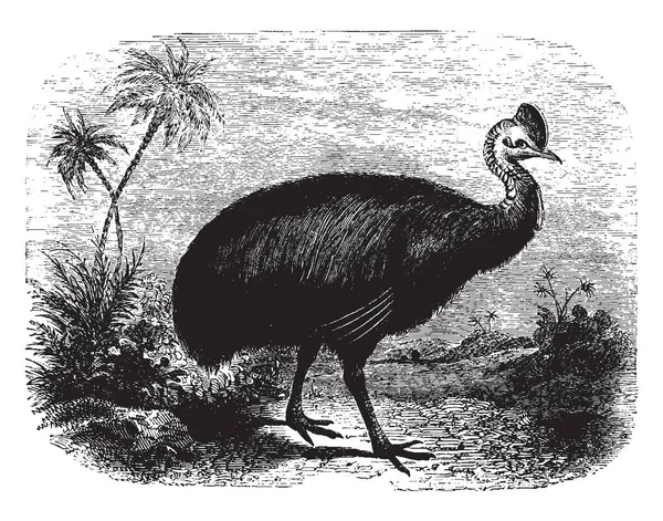 卡索瓦里是一种原产于澳大利亚和巴布亚新几内亚的大型不会飞的鸟 复古线条绘制或雕刻插图 — 图库矢量图片