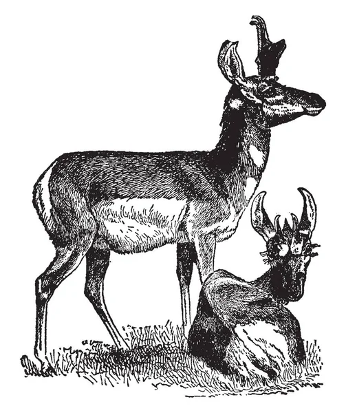 Corne Prong Antelope Habite Les Parties Ouest Amérique Nord Dessin — Image vectorielle