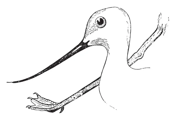 Esta Ilustración Representa Avocets Head Foot Dibujo Línea Vintage Ilustración — Vector de stock