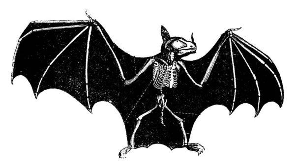 Skeleton Bat Ilustração Gravada Vintage História Natural Dos Animais 1880 — Vetor de Stock