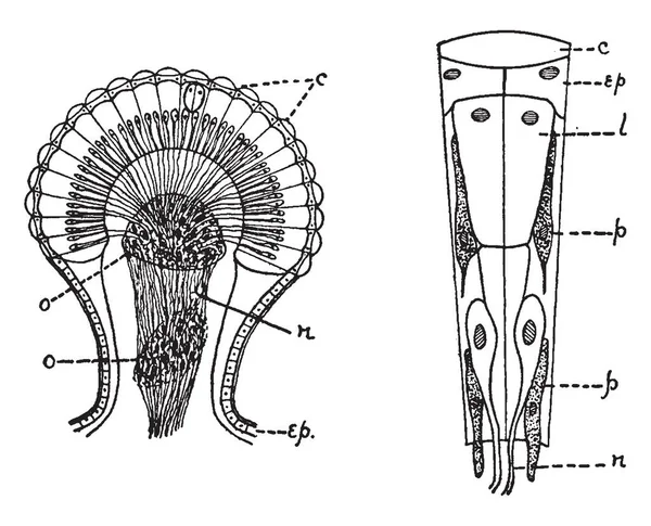 Anthropode Est Animal Invertébré Ayant Exosquelette Dessin Ligne Vintage Illustration — Image vectorielle
