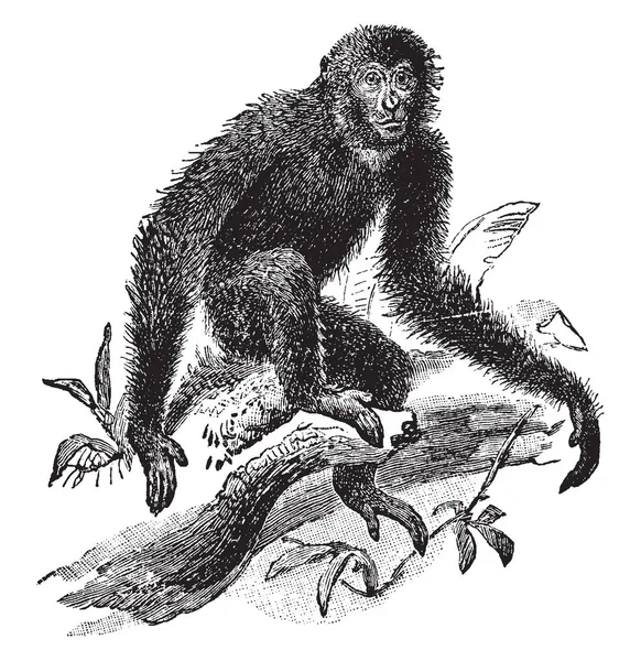 Siamang Gibón Pelo Negro Arbóreo Nativo Las Selvas Malasia Dibujo — Archivo Imágenes Vectoriales