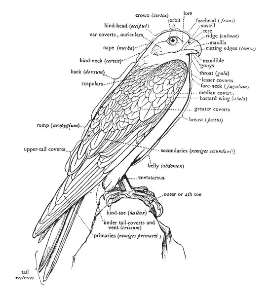 Tento Diagram Znázorňuje Diagramu Označeny Falcon Nomenklatury Vnějších Částí Vintage — Stockový vektor