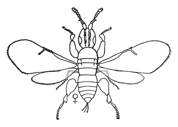 Fig Insect Não Vai Colocar Ovos Smyrna Figo Desenho Linha — Vetor de Stock