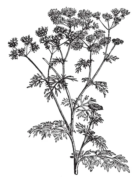양념은 사진을 자르기 식품에서 주요한 위치를 식물은 형태소 Umbels 빈티지 — 스톡 벡터