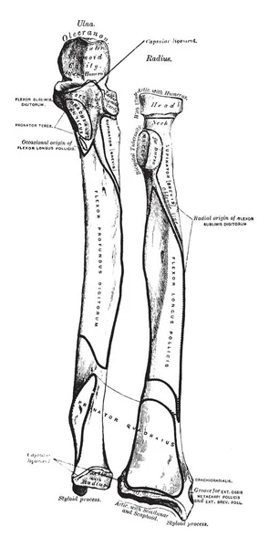 Esta Ilustración Representa Radio Ulna Dibujo Línea Vintage Ilustración Grabado — Archivo Imágenes Vectoriales