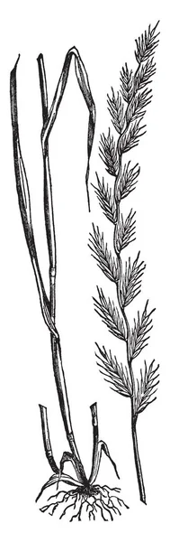 イタリア線草 茎が長い まっすぐで ブレードを付ける茎 Blade これは長いとシャープで 先のとがった葉は短く ルートが非常に短く ビンテージの線描画や彫刻イラスト — ストックベクタ