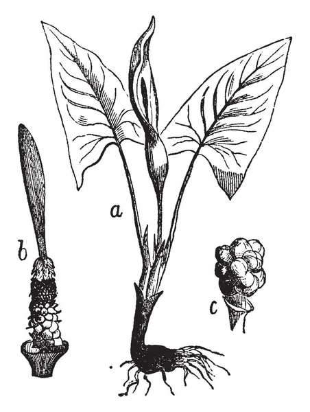 Arum Maculatum Conhecido Como Snakes Head Folhas São Grandes Brilhante —  Vetores de Stock