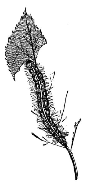 Tent Caterpillar Larve Van Een Nachtvlinder Vlinder Vintage Lijntekening Gravure — Stockvector