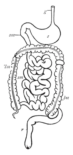 Sistema Digestivo Que Terminación Del Intestino Grueso Dibujo Línea Vintage — Archivo Imágenes Vectoriales