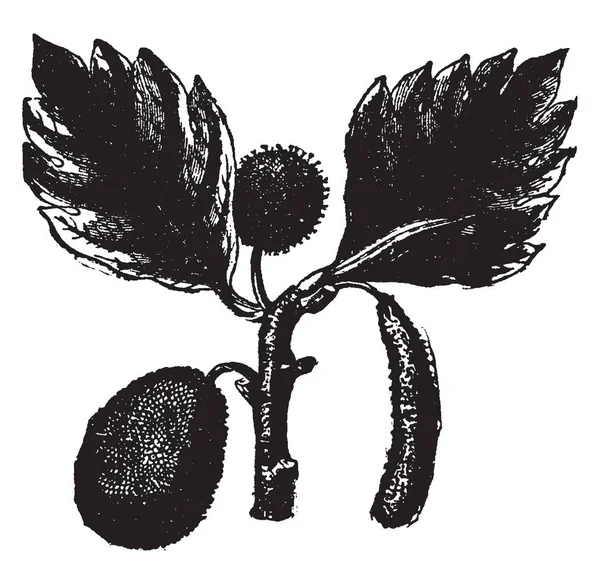 Chlebowego Jest Gatunek Drzewa Kwitnienia Należy Rodziny Jackfruit Jest Jadalny — Wektor stockowy