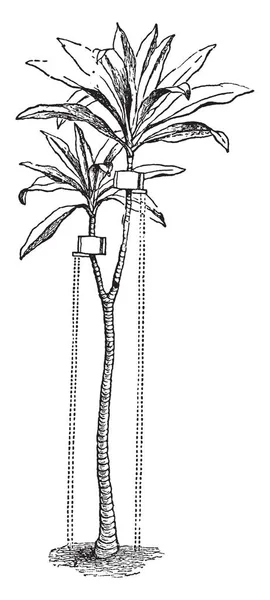 Une Image Montrant Une Plante Yucca Qui Est Une Plante — Image vectorielle