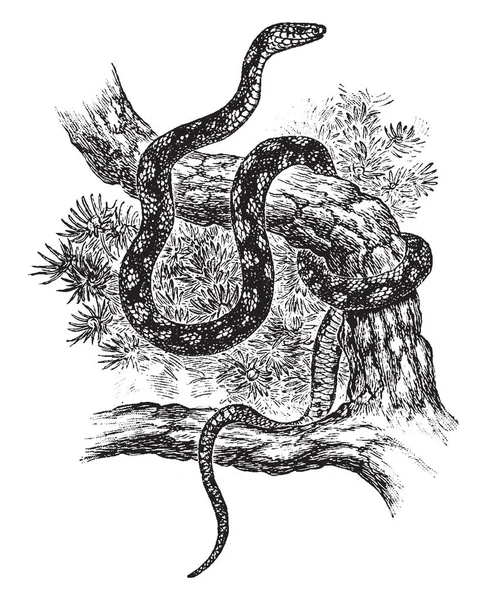 Pine Snake Nonvenomous Species Colubrid Endemic Southeastern United States Vintage — Stock Vector
