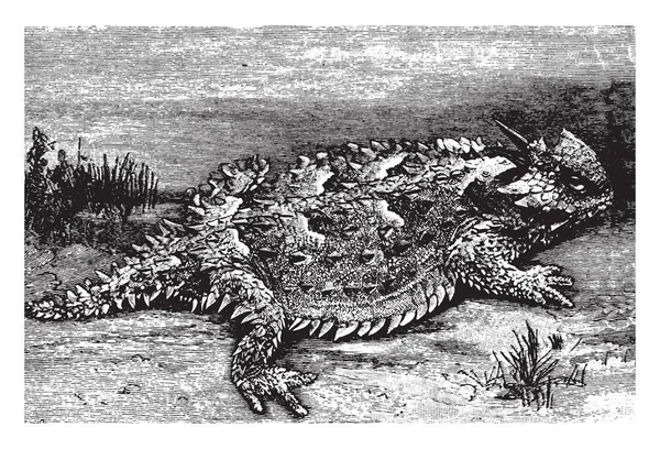 Crapaud Cornu Est Vraiment Lézard Dessin Ligne Vintage Une Illustration — Image vectorielle