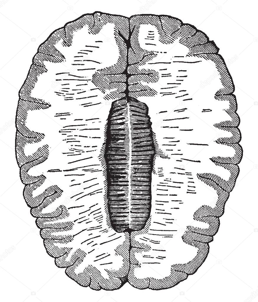 The outer shaded part is the gray matter and the inner lighter area is the white matter, vintage line drawing or engraving illustration.