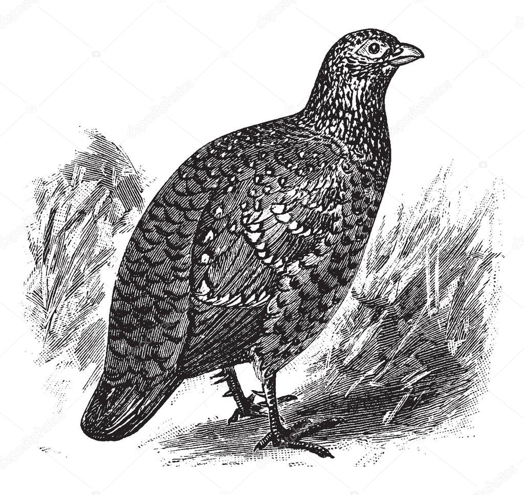 Painted Spurfowl is a bird in the Phasianidae family of pheasants, vintage line drawing or engraving illustration.