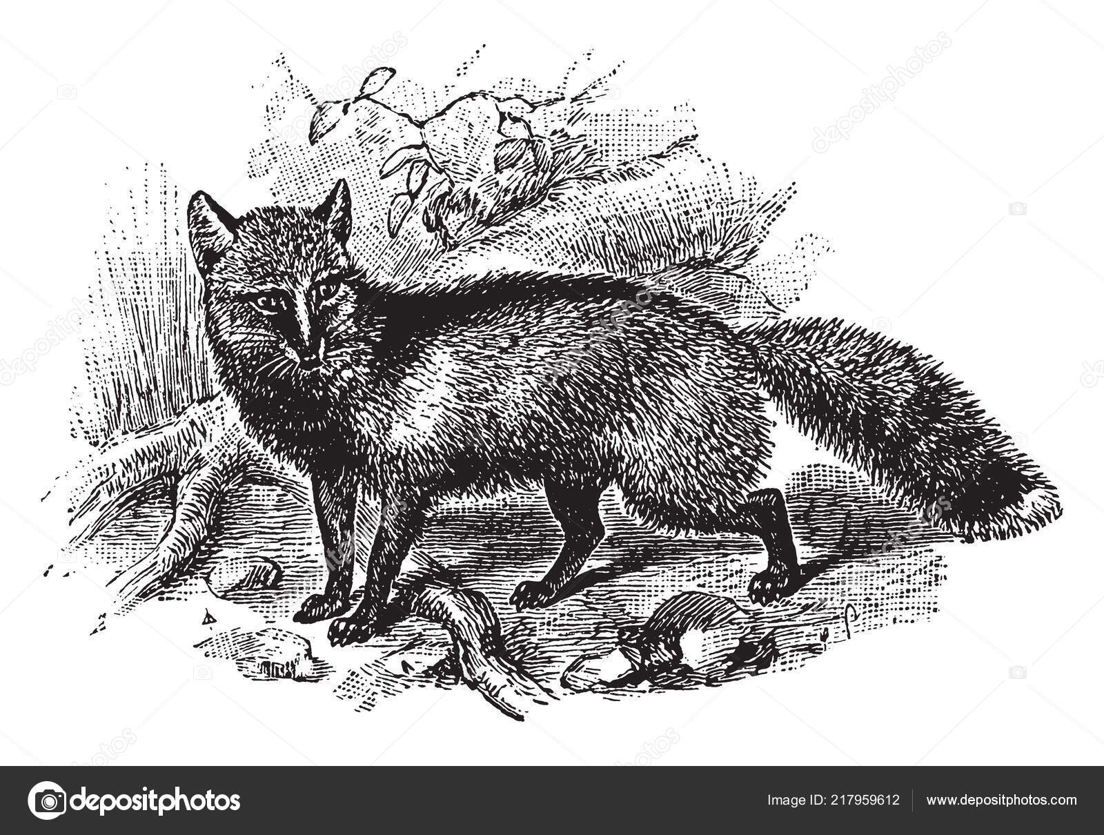 Cross Fox Partially Melanistic Colour Variant Red Fox Which Has