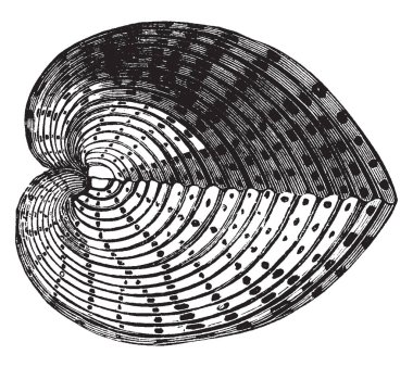 Bir çok güzel türler, vintage çizgi çizme veya oyma illüstrasyon Cardium junonae olduğunu.