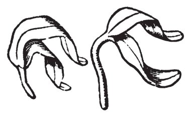 Sadece büyümek yaramaya başladı akçaağaç tam embriyo bir resim. Bir embriyo bir bitki, vintage çizgi çizme veya oyma illüstrasyon büyür bir tohum bir bölümüdür..