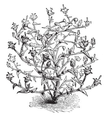 Campanula Macrostyla çiçekli bitkidir. Diğer basit yaprakları vardır. Çiçek dik ve kase şeklindeki sıkıcı mor renk ve sahip menekşe renkli damarlar, vintage çizgi çizme veya oyma illüstrasyon.