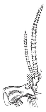 Anten, çizim veya şekil oyma temel, vintage satırında işitsel sac ile.