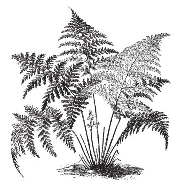 Bu Gymnogramme Calomelanos Peruviana bir görüntüdür. Yaprakları bir üçgen şekli, vintage çizgi çizme veya oyma resimde var.