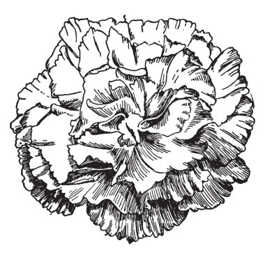 Bu pembe zevk karanfil bir görüntüdür. Tüm kenarlı yaprakları, vintage çizgi çizme veya oyma illüstrasyon gösterir.