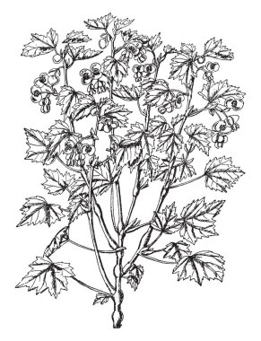 Begonya Dregei genellikle kök üzerinde şişmiş. Yaprakları küçük üç beş kısa veya uzun loblu vardır. Çiçekler iki sepals, dairesel veya böbrek şeklindeki, vintage çizgi çizme veya oyma illüstrasyon tarafından oluşturulur.