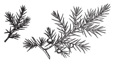 Bu yaygın ardıç dalıdır ve bu ölçek yaprakları ve sert kabuklu tohum gibi var. Bu bir yaprak dökmeyen ağaç, vintage çizgi çizme veya oyma illüstrasyon.